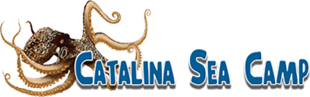 Catalina Sea Camp Dive Store